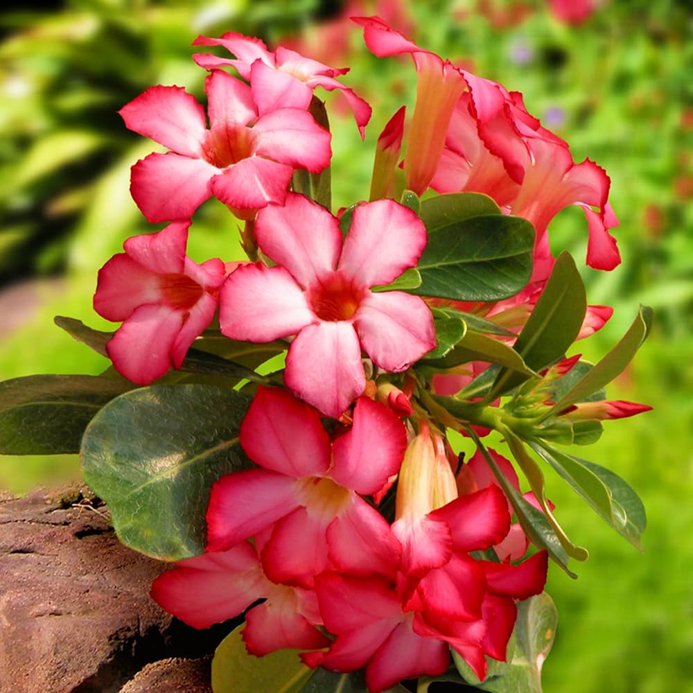Red Pink Chorrusame Desert Rose Adenium Flower