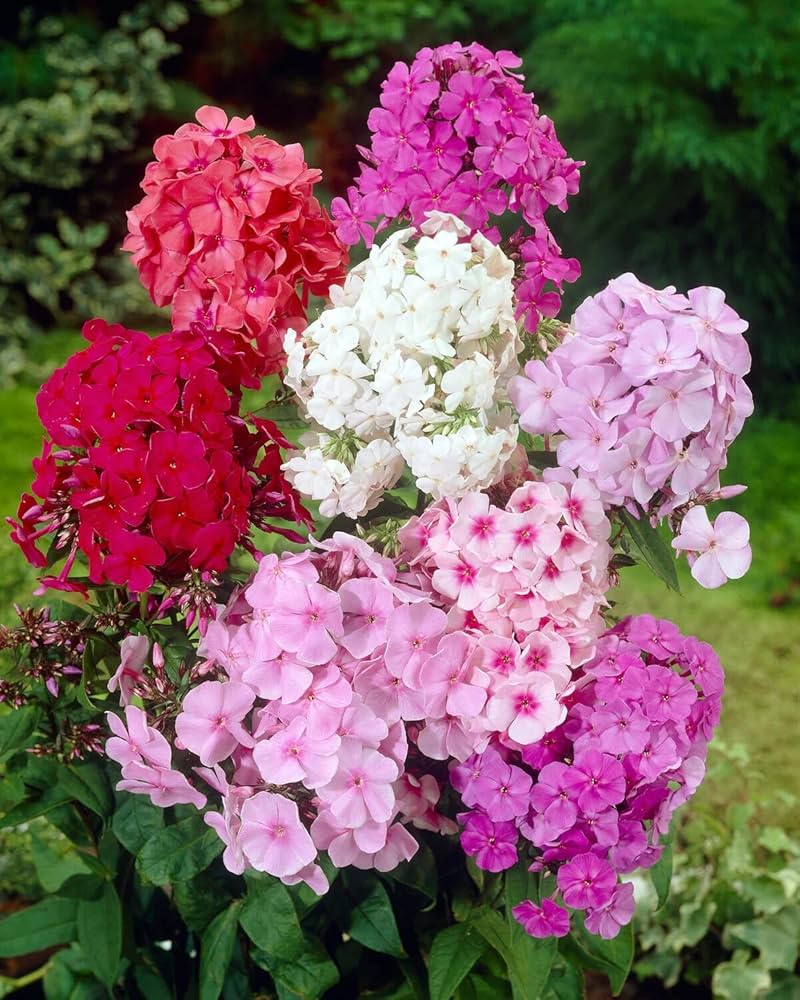 phlox samen ethnie mix flowers Fruit Seeds