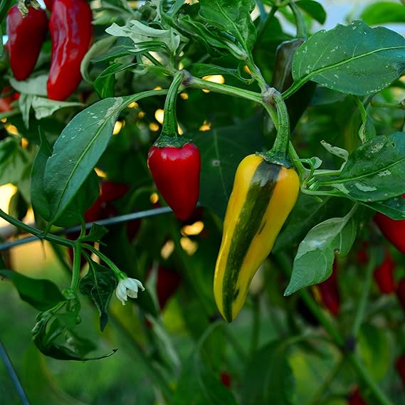 fish pepper capsicum annuum in vegetable patch