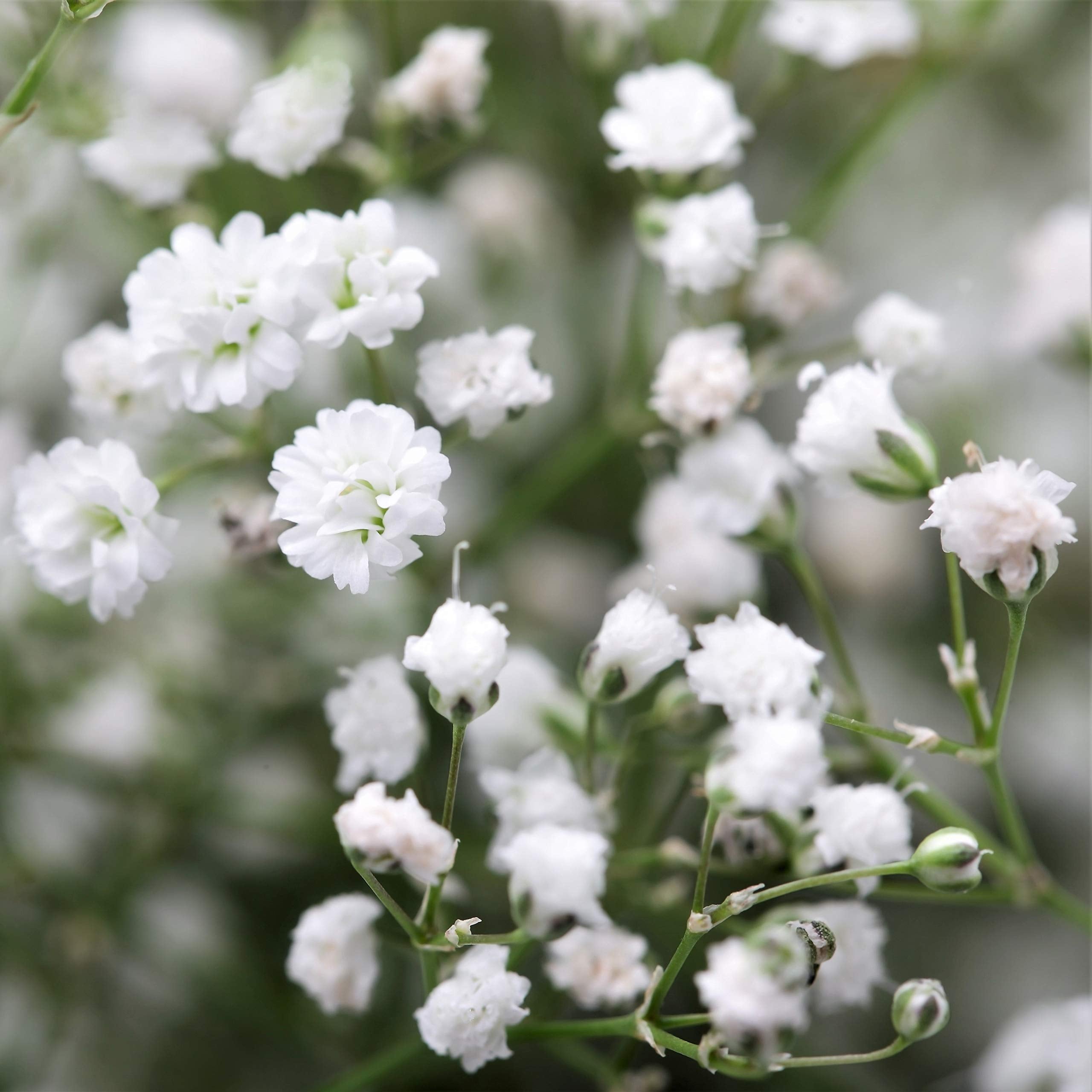 Happy Farm Gypsophila Sky Stars Semi Hybrid Perennial Flower Landscaping Flower Seeds