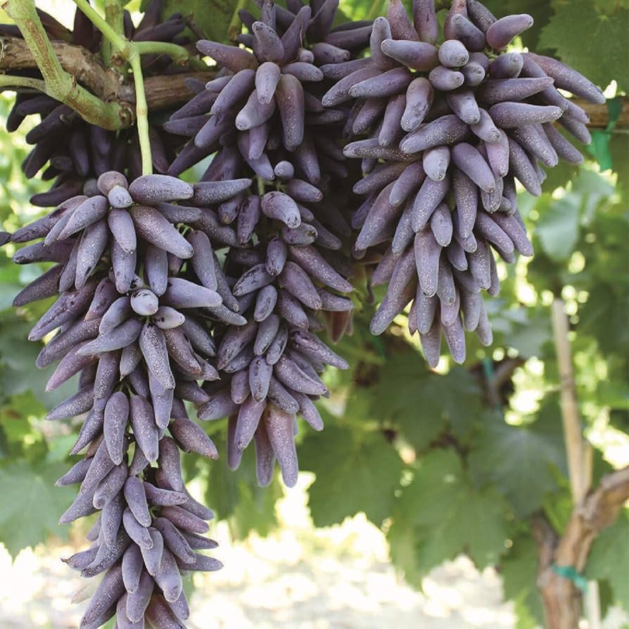 Finger Grape Vitis Vinifera Gardens