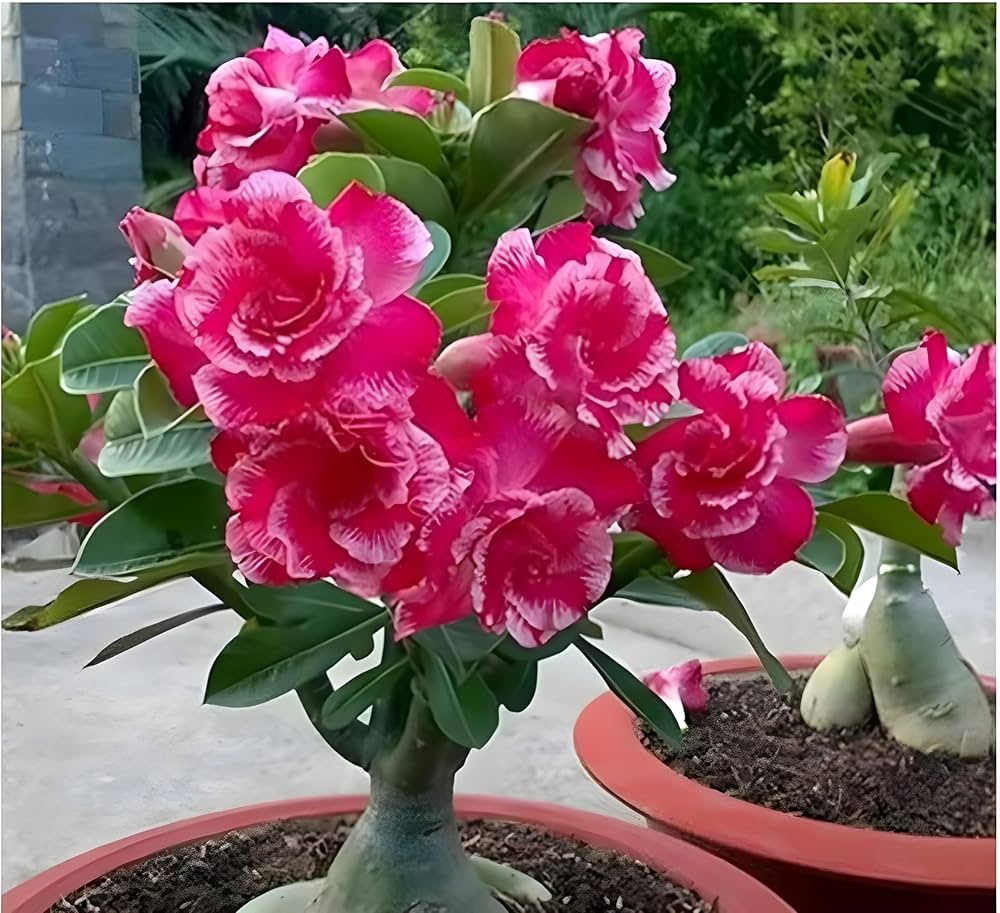 easy grow roses diy bonsai garden Fruit