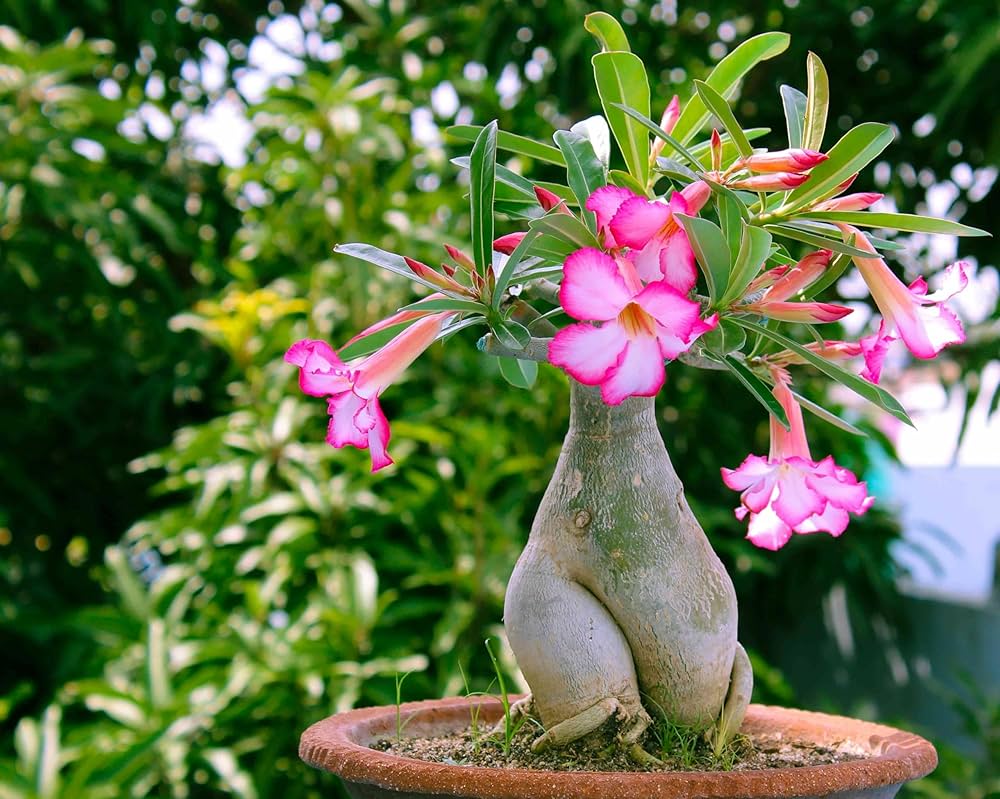 Adenium Obsum Desert Rose Triple Viola Intense Flower Seeds