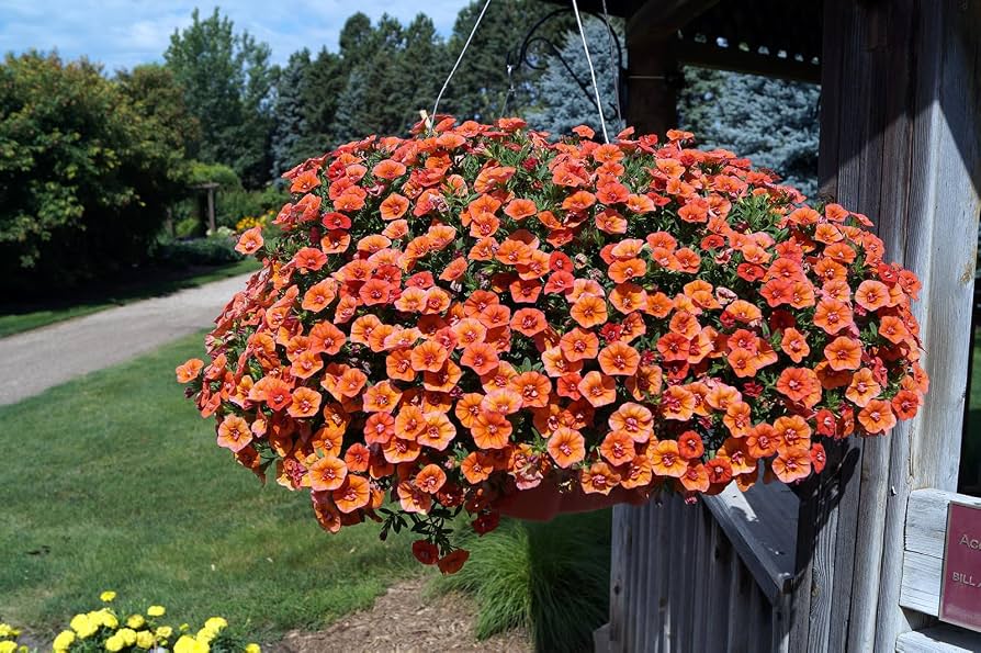 Calibrachoa Flower Seeds