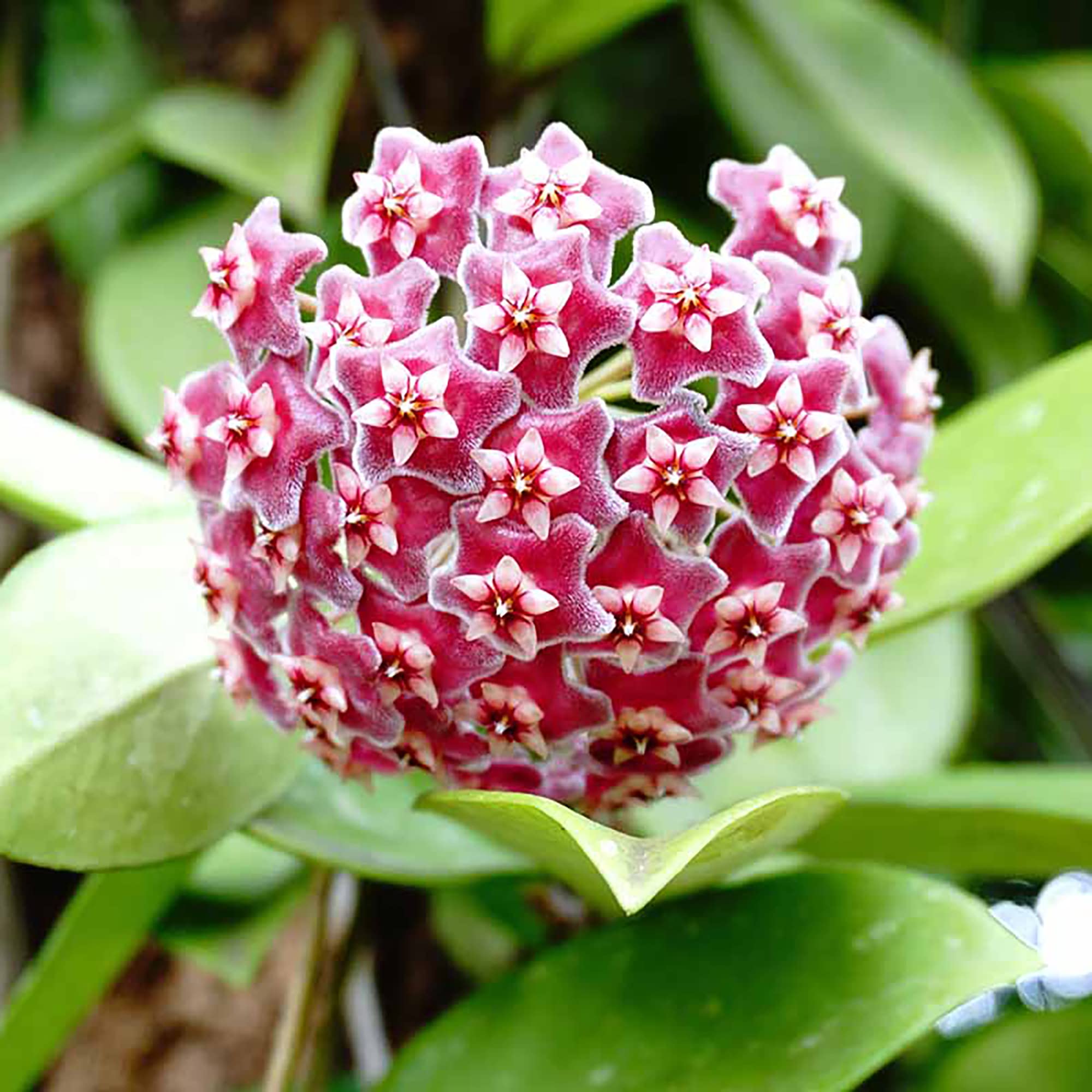 Hoya Carnosa Mix