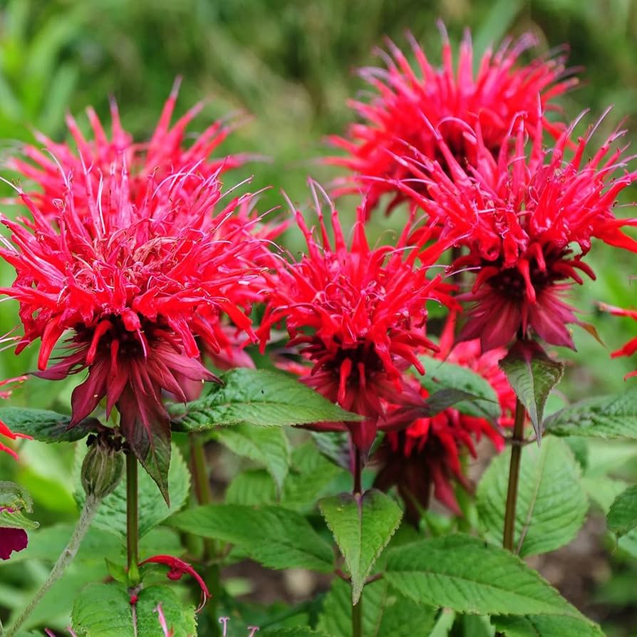 bee balm monarda didyma pollinator garden flower