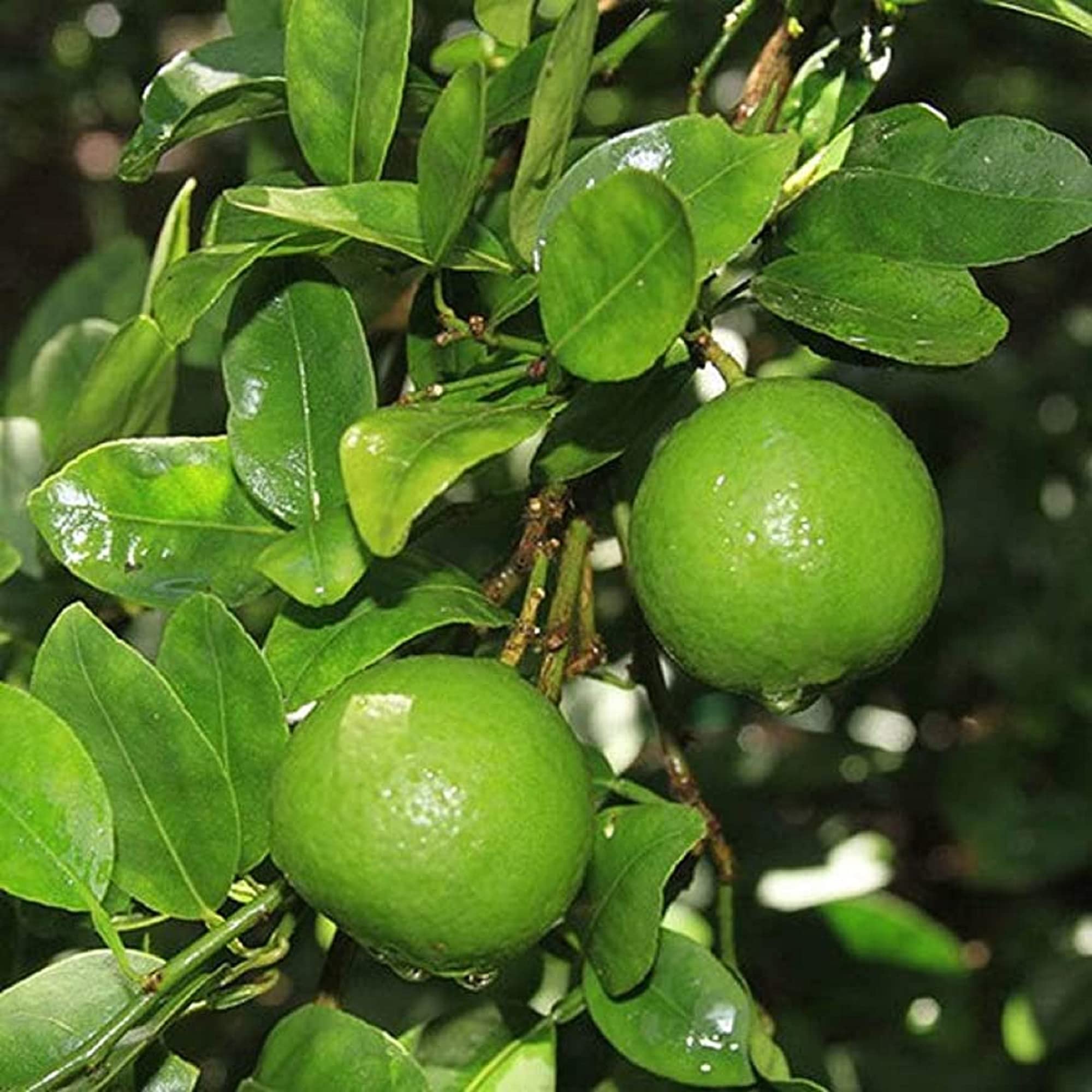 Lime Citrus Aurantifolia Orchard Patio
