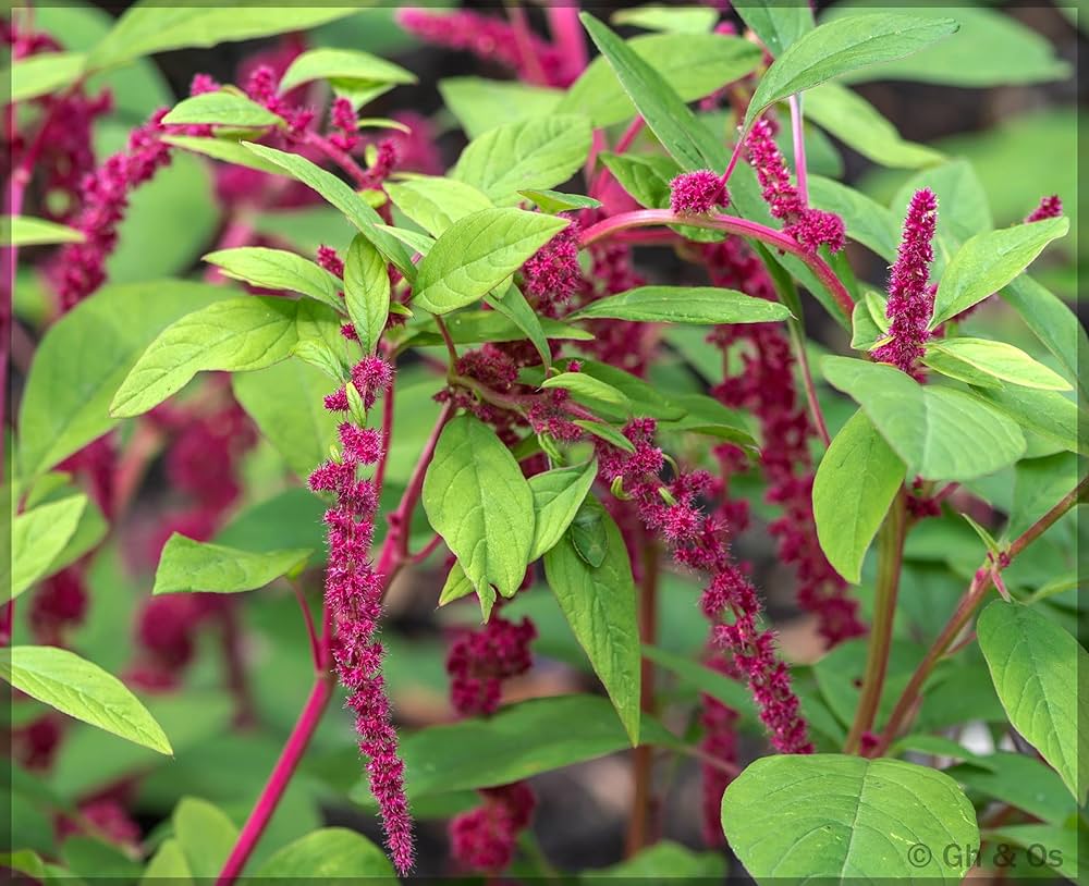Red Amaranthus Love Lies Bleeding Amaranthus Caudatus Bulk Colorful Flower Beds Flower Seeds
