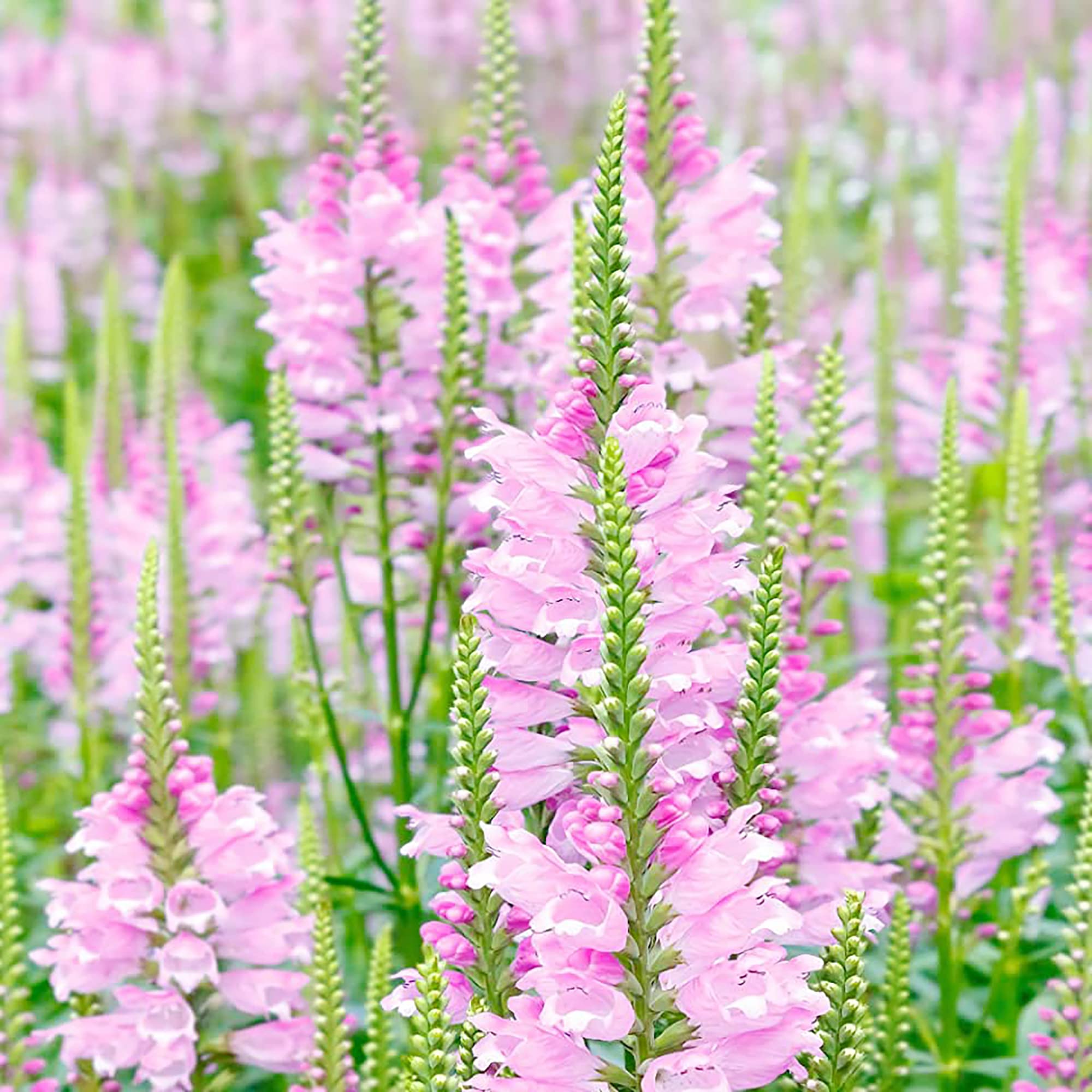 Showy Obedient Plant Physostegia Virginiana