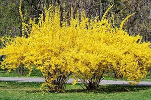 forsythia suspensa weeping yellow flower Fruit seeds