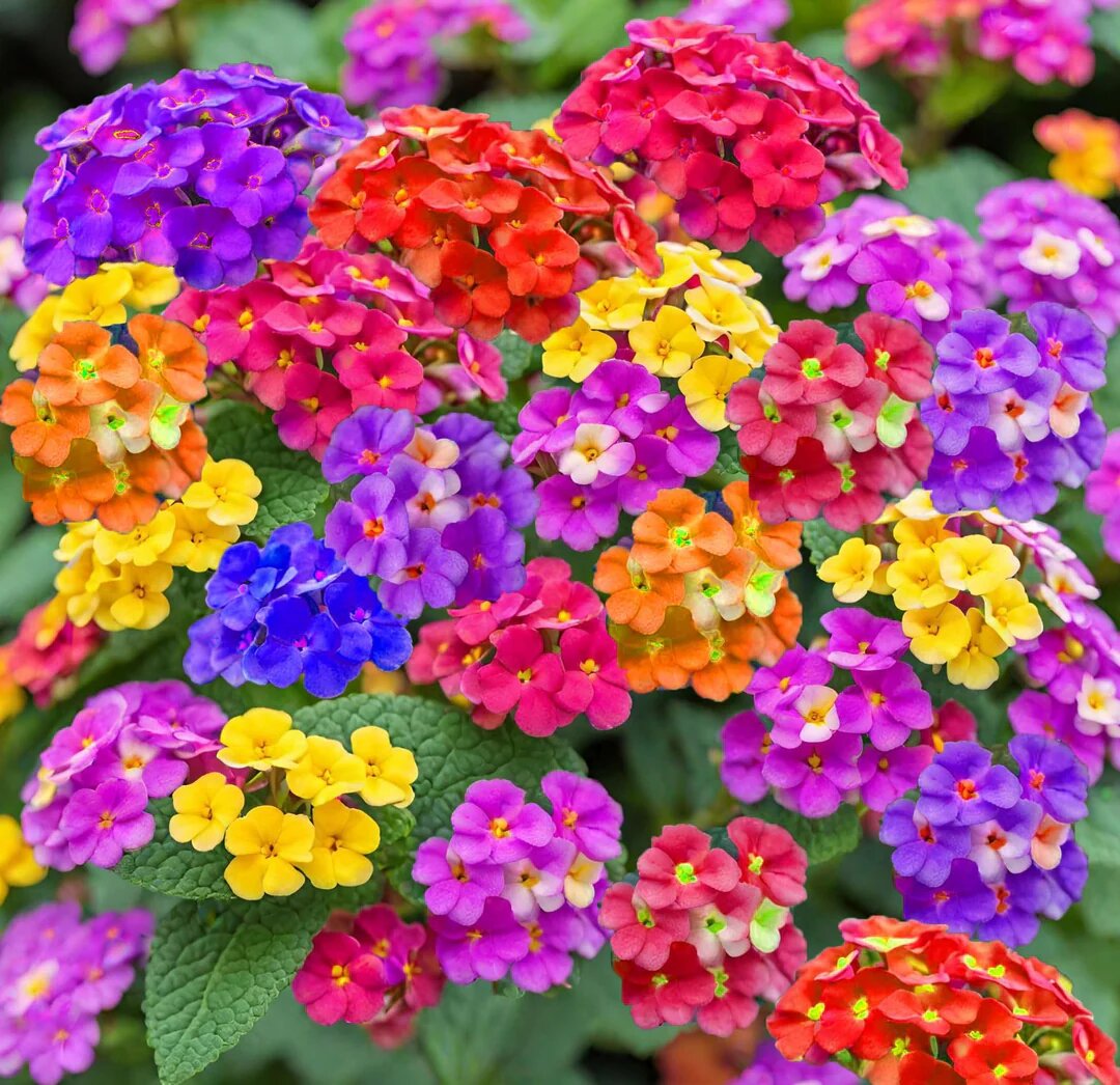 Mixed Lantana Flower Seeds