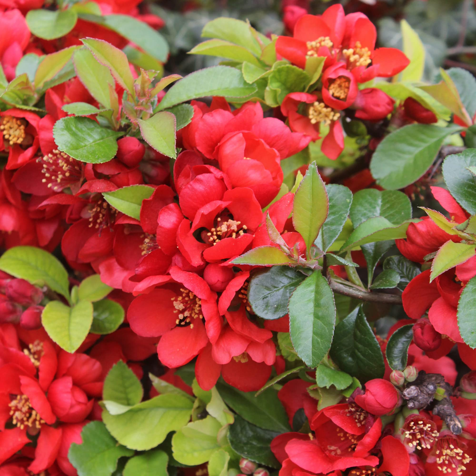 japanese quince chaenomeles japonica great flower bed