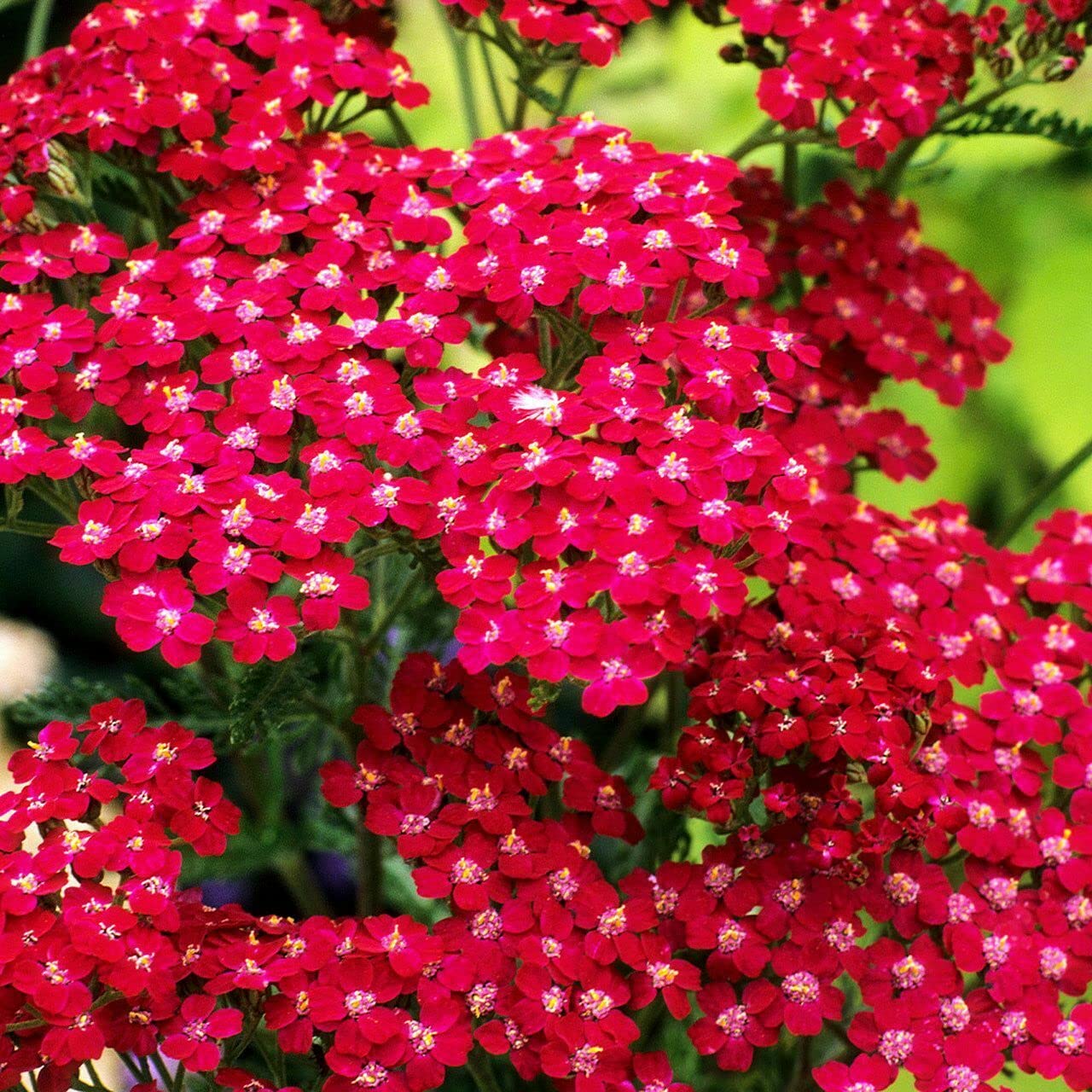 Red Heirloom Non Gmo Fun Yarrow Colorful And Resilient Garden Flowers Flower Seeds Home