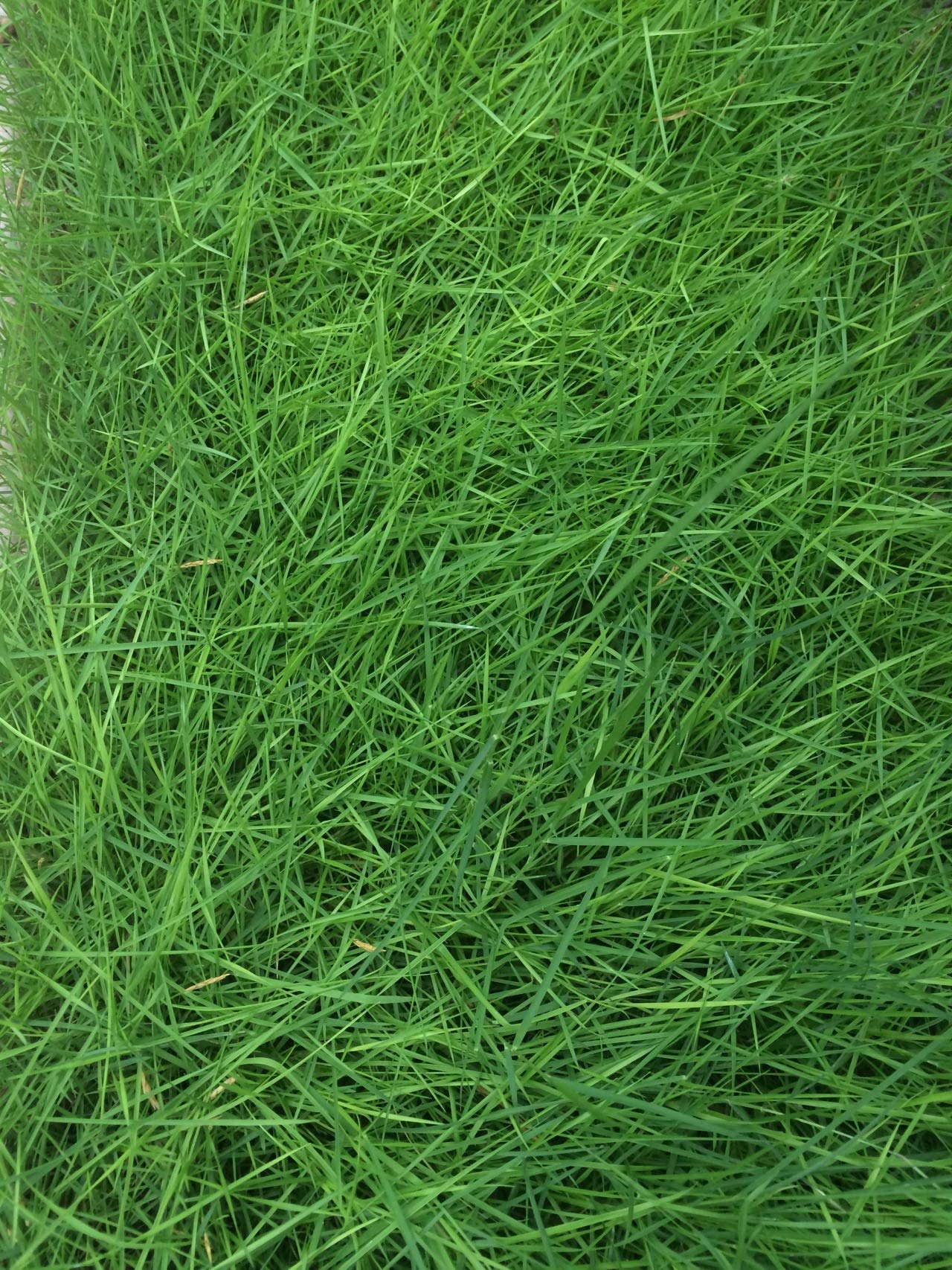 Turfgrass Lawn Special Grade Evergreen Grass Golf Soccer Fields Flower Seeds
