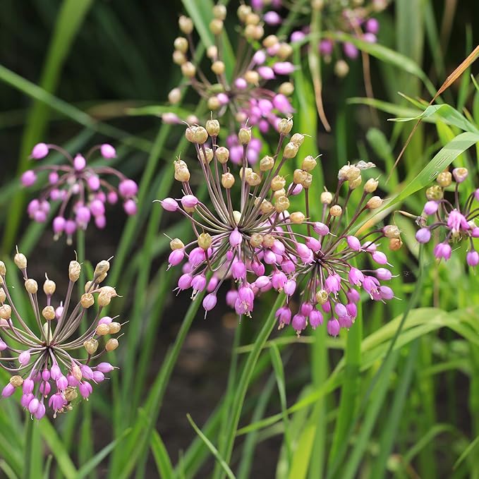 Pink Heirloom Non Gmo Nodding Onion Allium Cernuum Unique Beautiful Flowering Onions Flower