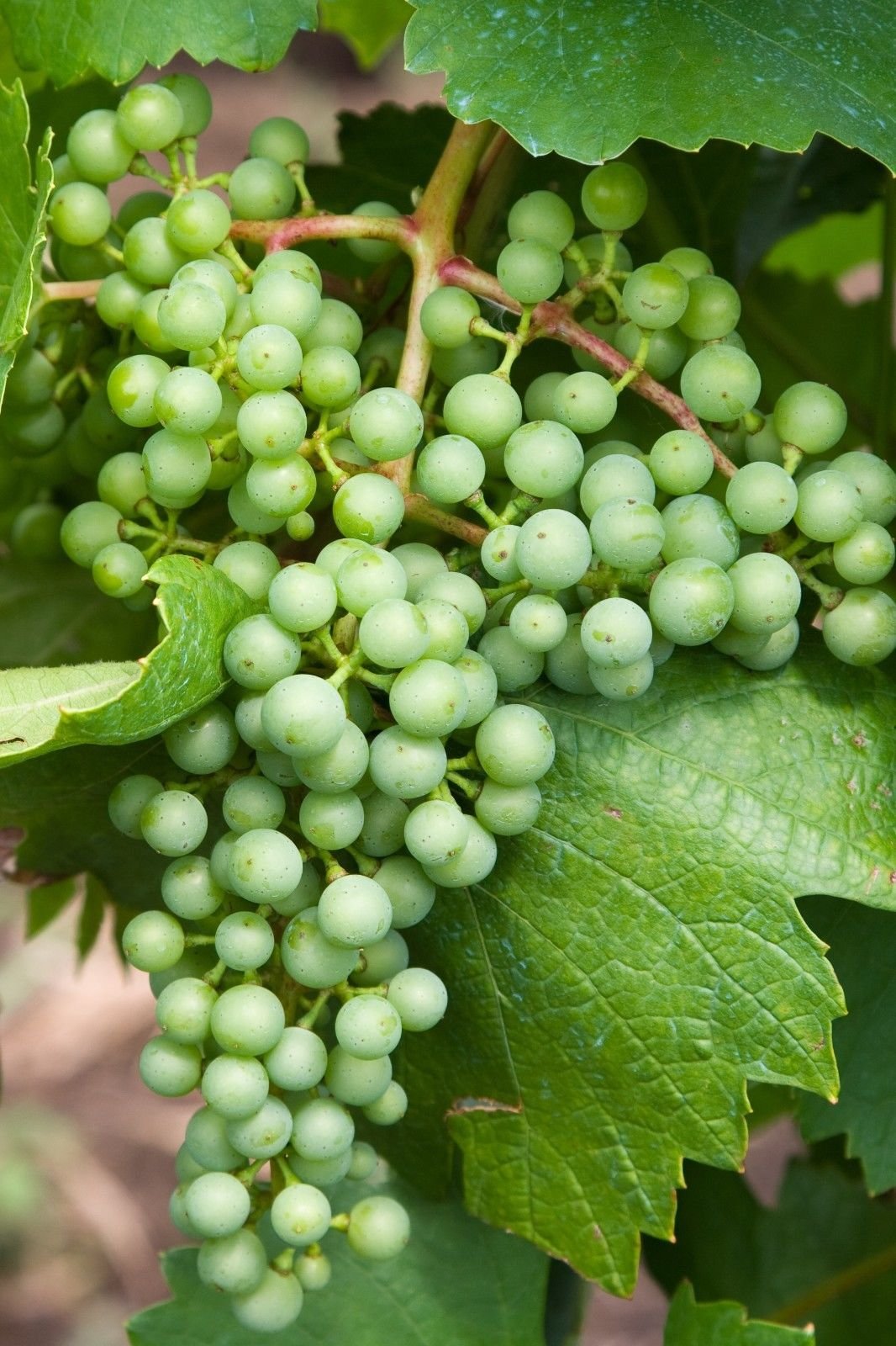 White Heirloom Non Gmo Concord Grape Sweet Large Grapes In Your Home Garden Flower Seeds