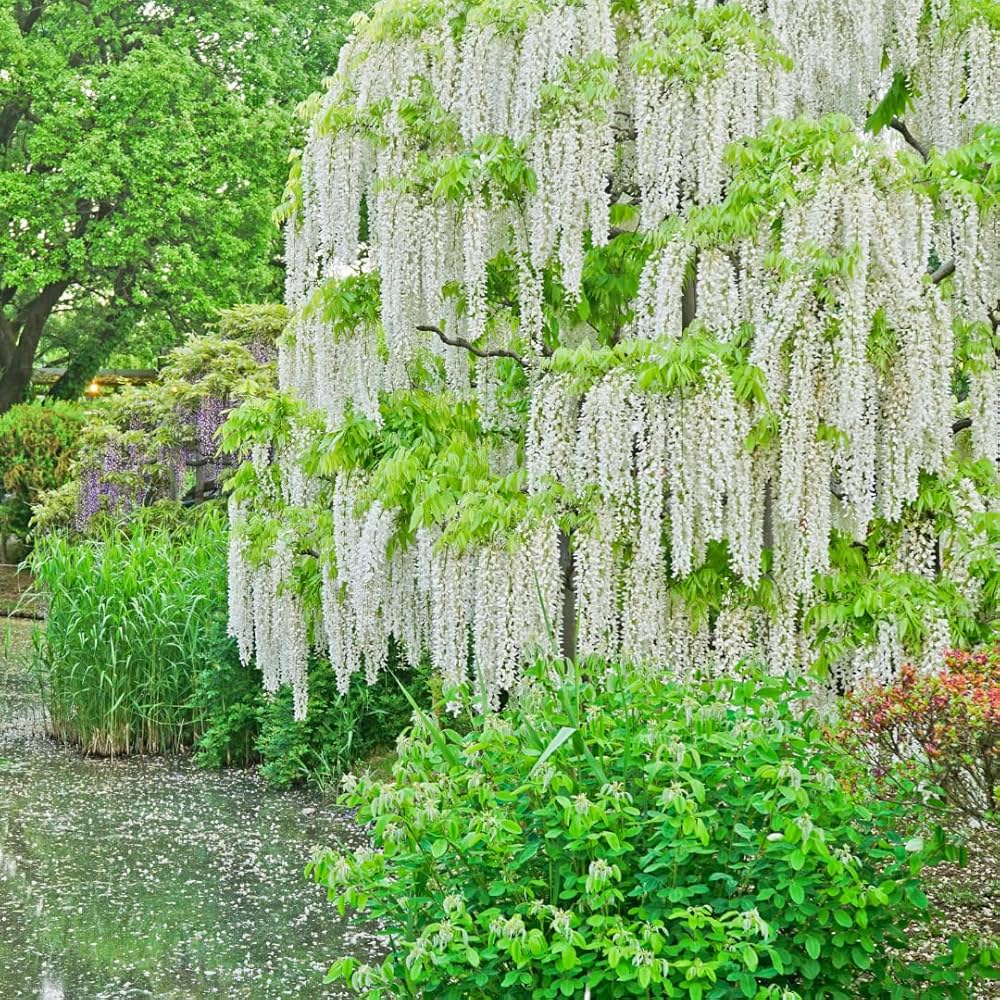 Wisteria Bonsai