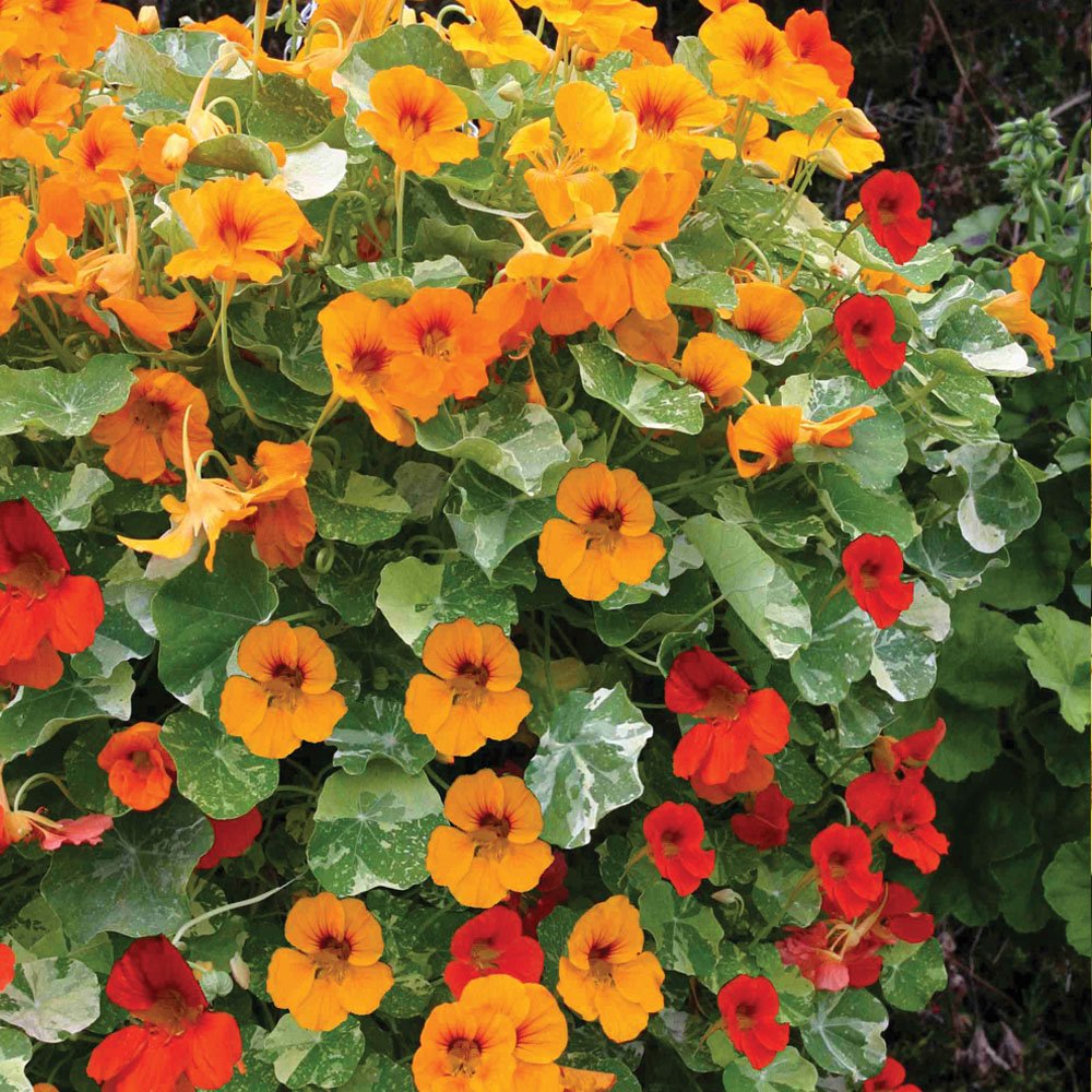 Nasturtium Flower Tropaeolum Majus