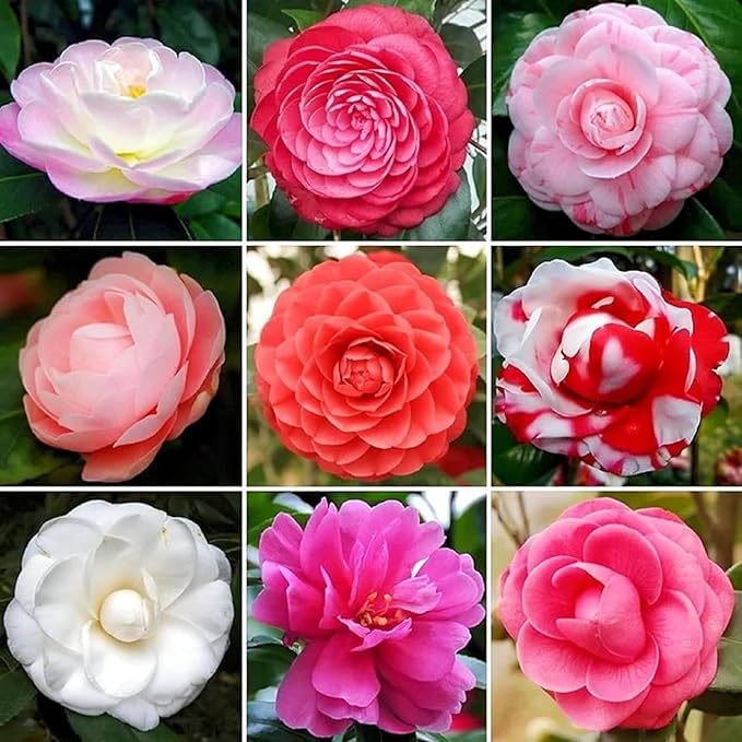 Rainbow Camellia Camellia Spp