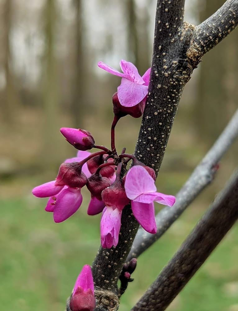 eastern redbud tree cercis canadensis native garden