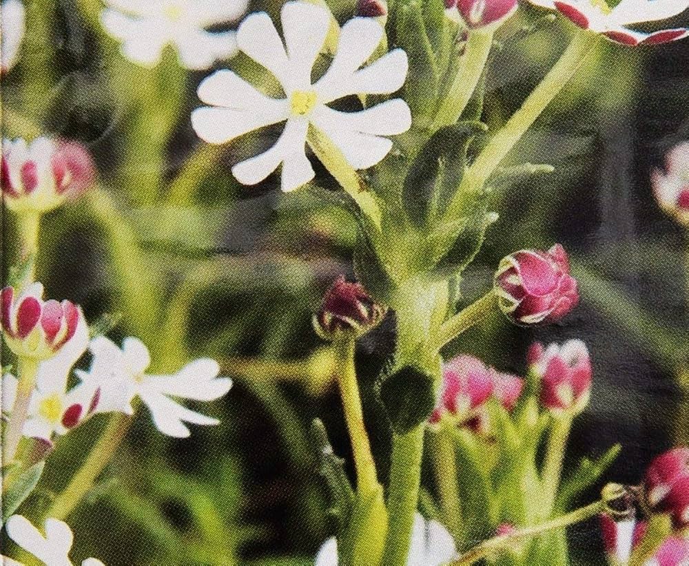 night blooming zaluzianskya phlox flower Fruit Seeds