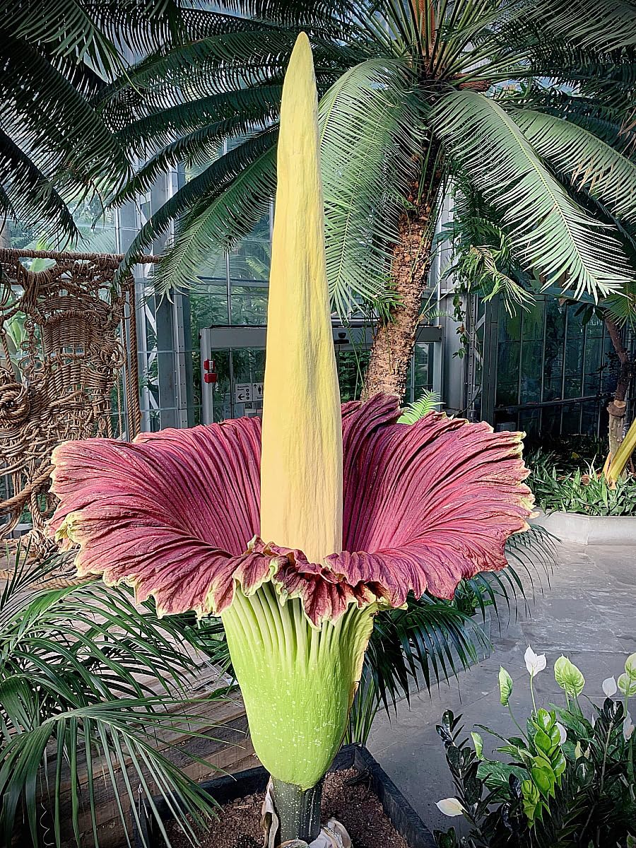 corpse flower amorphophallus titanum in tropical garden