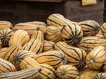 Delicata Striped Squash Seeds for Planting - Heirloom & Non Gmo Garden Seeds