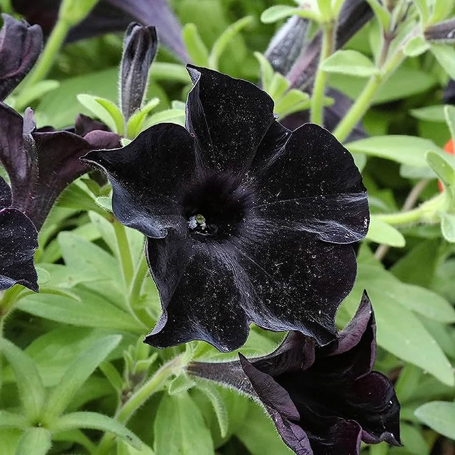 Black Black Petunia Flower Fresh