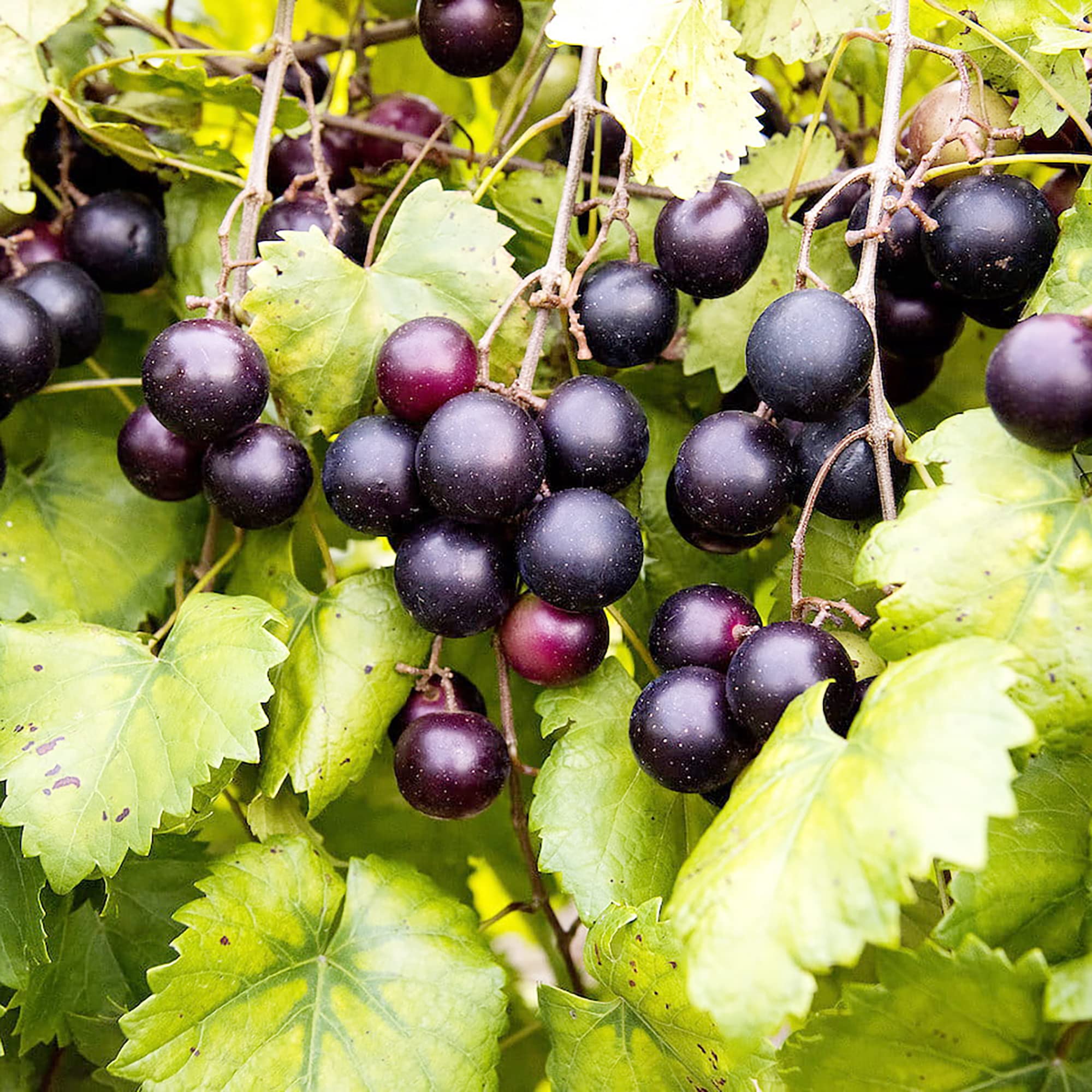 Black Heirloom Non Gmo Giant Muscadine Large Sweet Grapes With Rich Flavor Flower Seeds