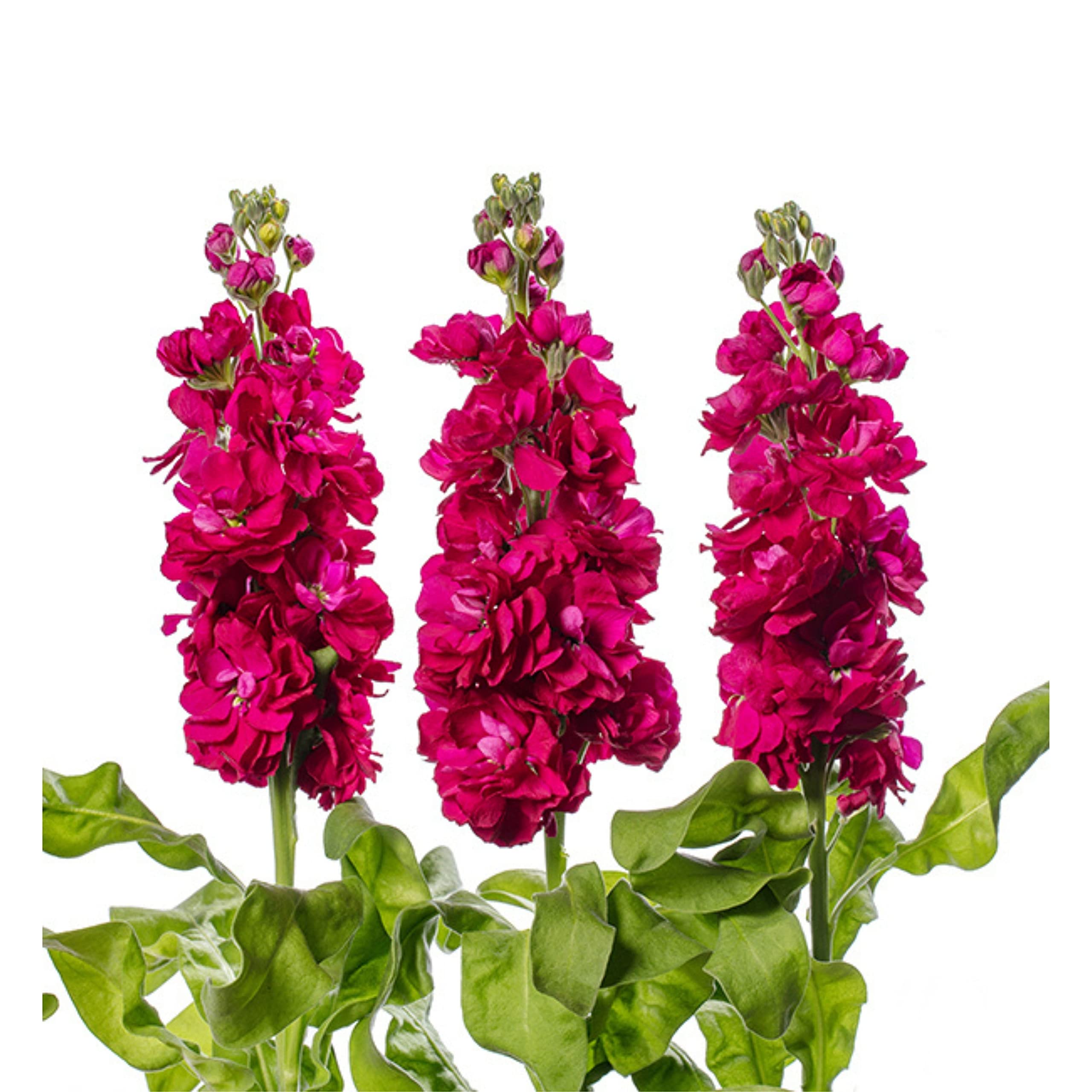 Matthiola Incana Flower Matthiola Incana