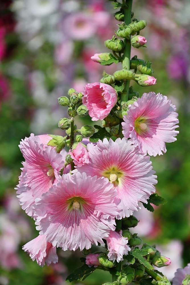 Pink Light Hollyhock Flower Seeds for Planting Heirloom Non-GMO High Germination Organic Garden Seeds - Heirloom Non