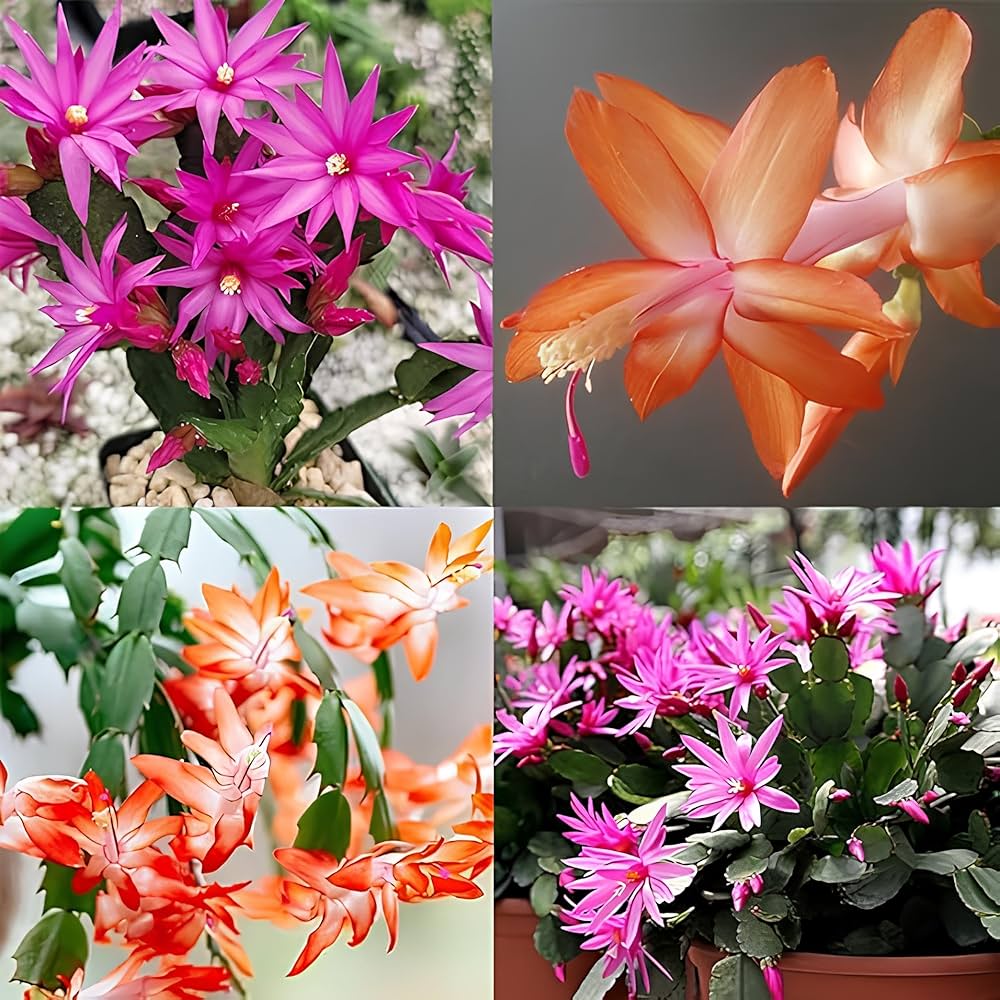 Schlumbergera Christmas Cactus