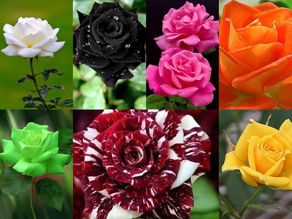 Rose Petal Flower Rosa Spp