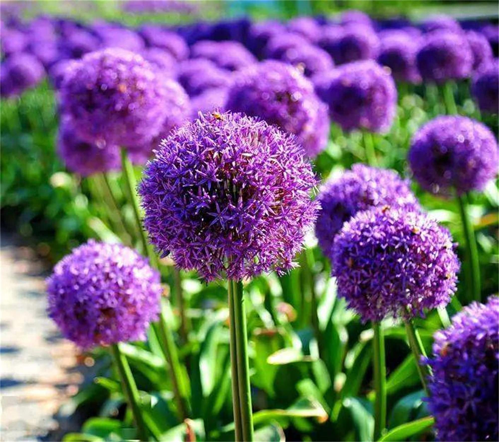 Violet Pink Giant Christophii Allium