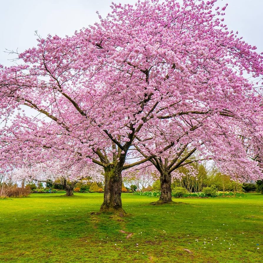 Japanese Sakura Bonsai Cherry Blossom
