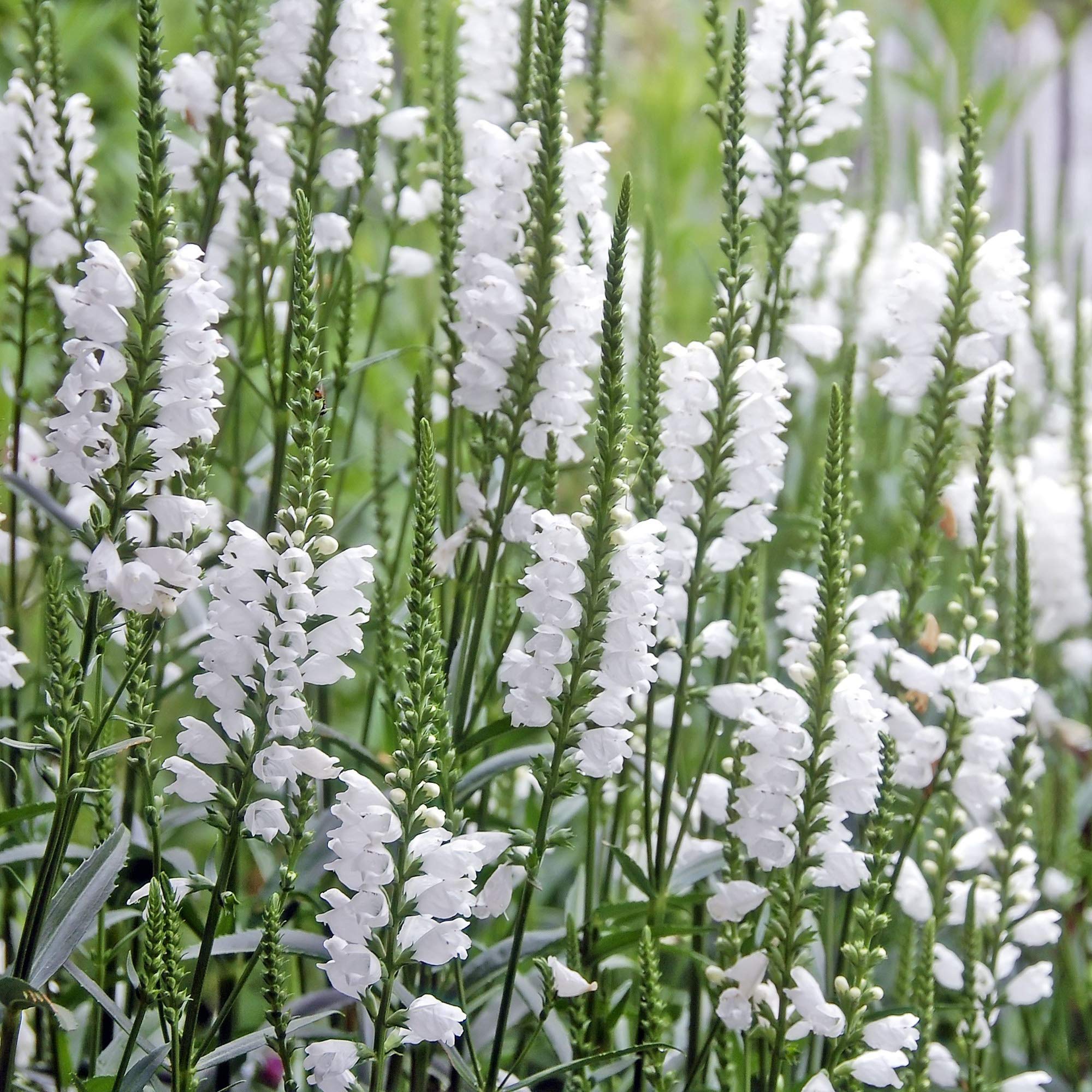 White Obedient Plant Physostegia Virginiana