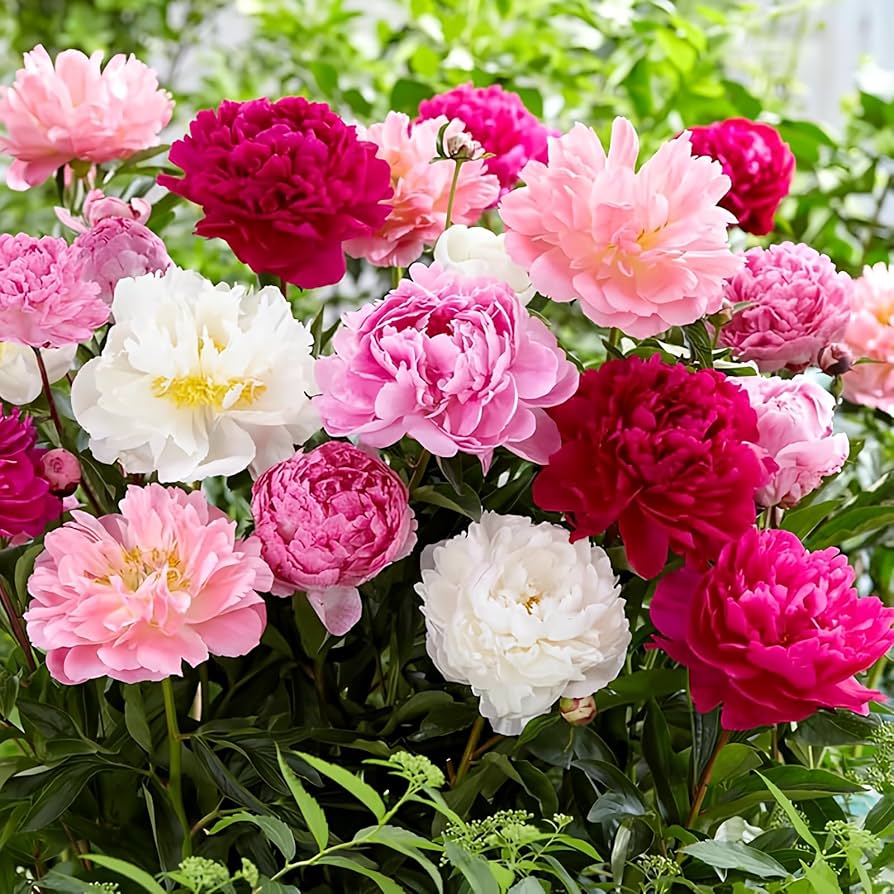 Peony Bonsai