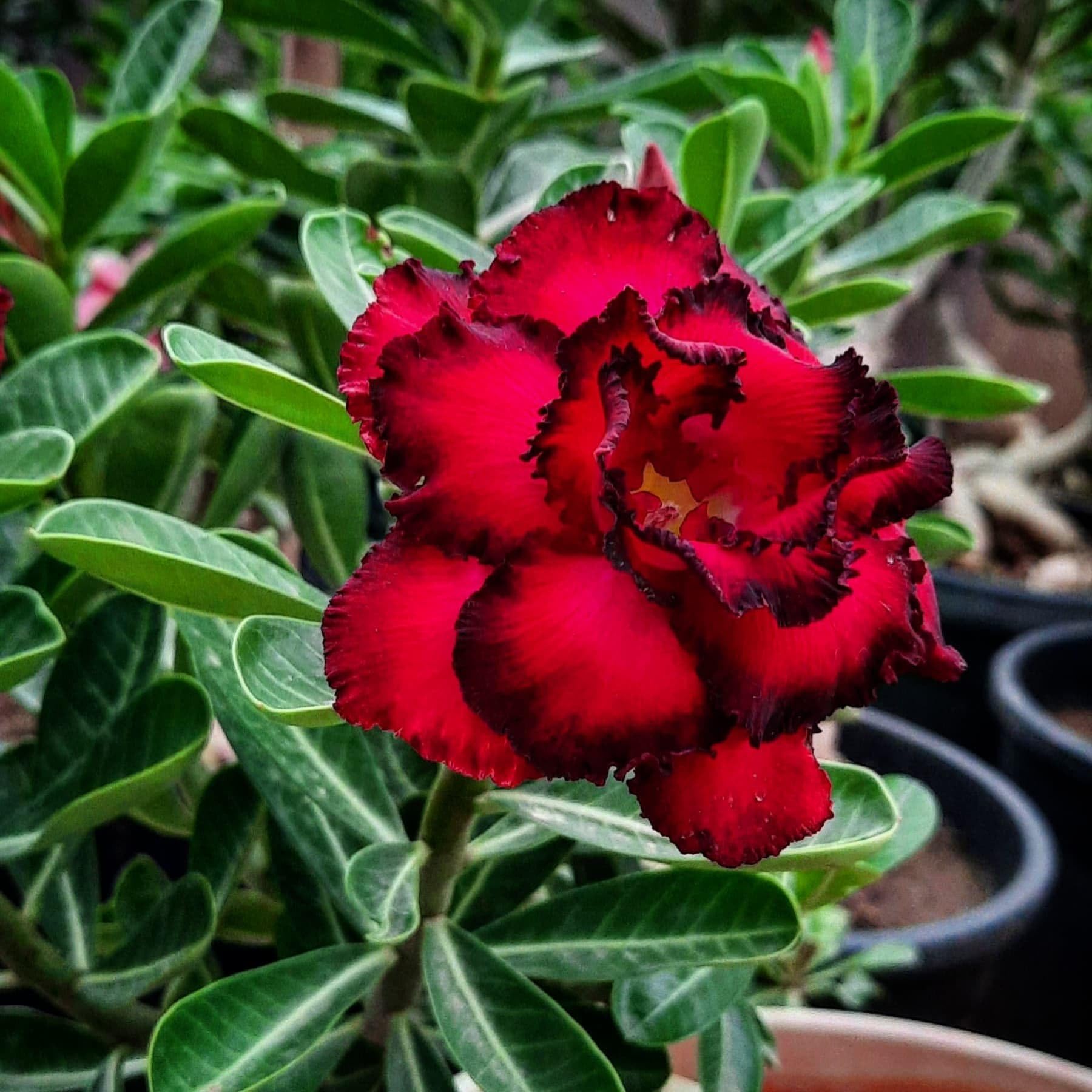 Red Bondy Desert Rose