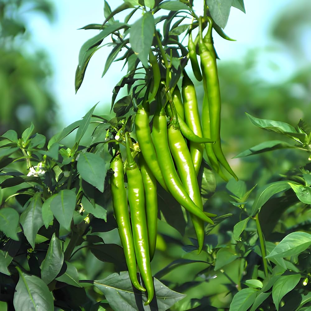 pepper capsicum annuum vegetable patch urban garden