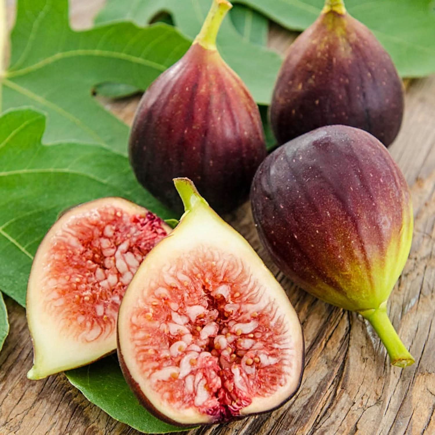 Brown Turkey Fig Fruit For Home Planting Premium Fruit Seeds