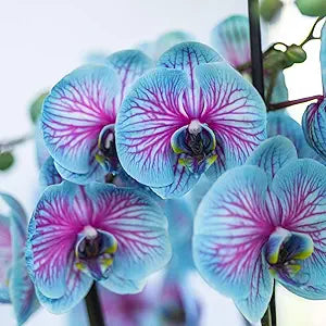 phalaenopsis orchid spp flower in indoor garden