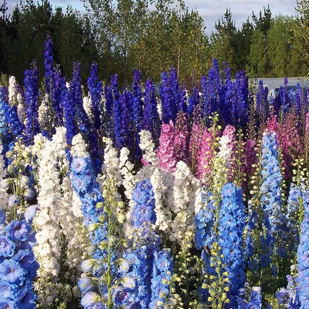 forking larkspur king salmon beautiful tall seeds