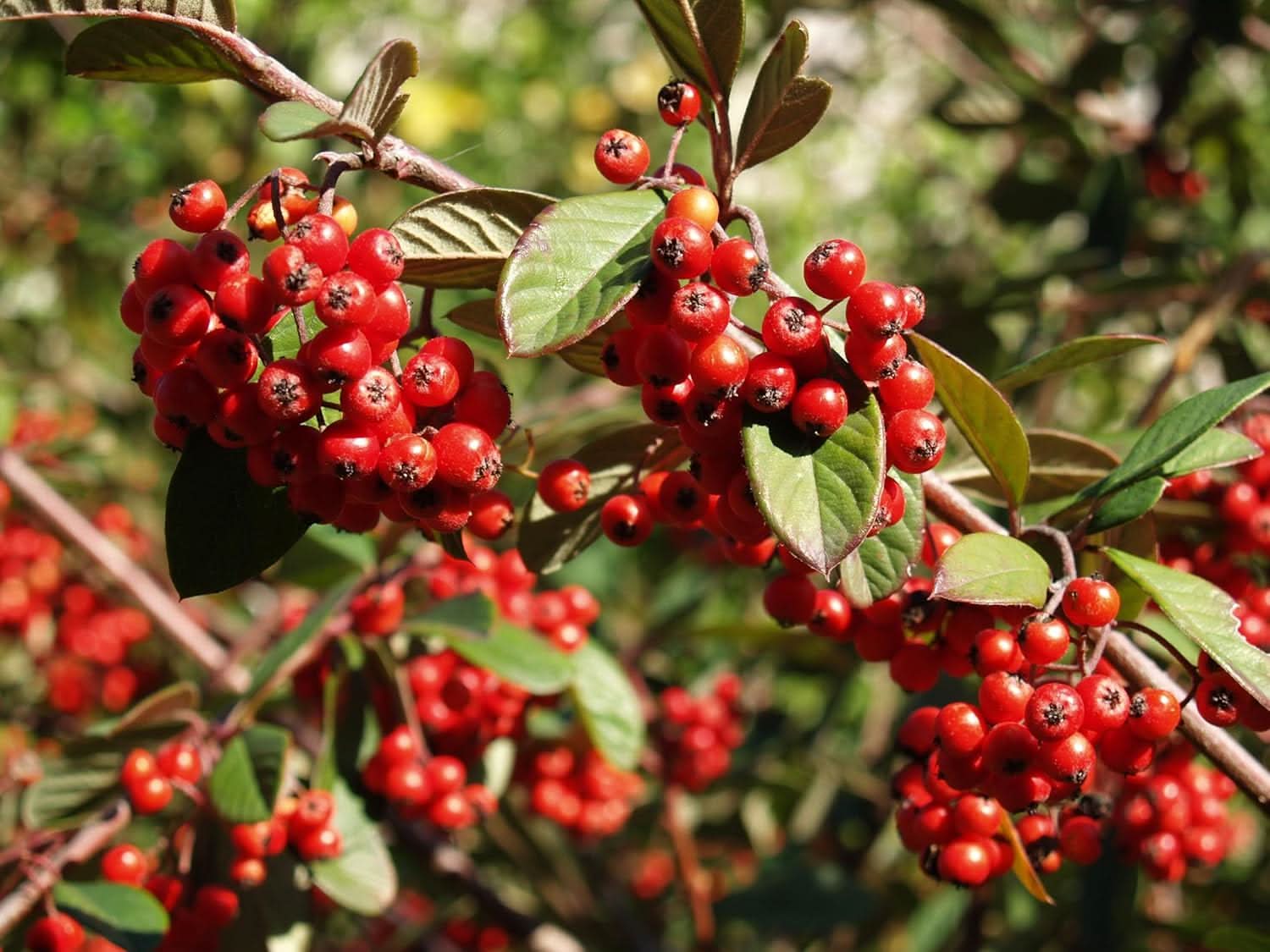 new fresh cotoneaster lacteus fruit attractive shrub with beautiful red berries Fruit seeds