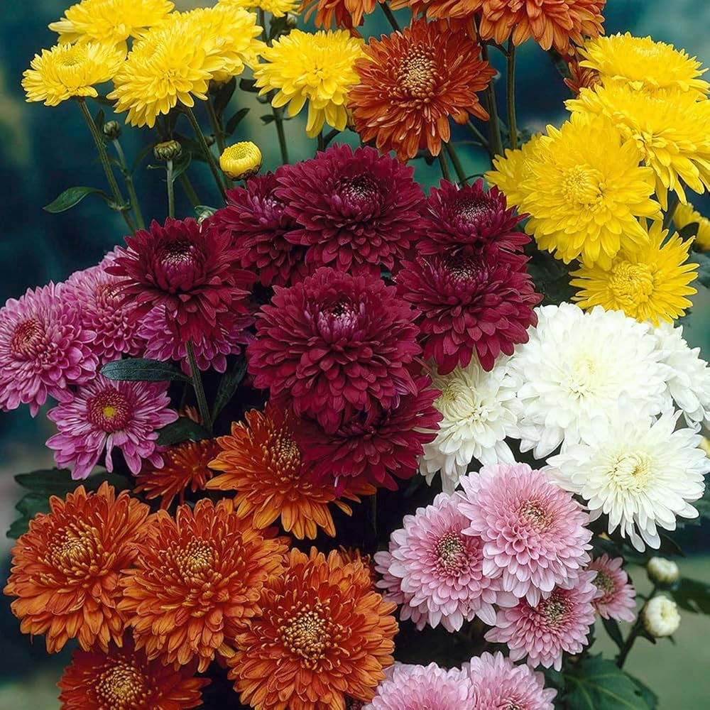 chrysanthemum spp perfect flower bed urban garden