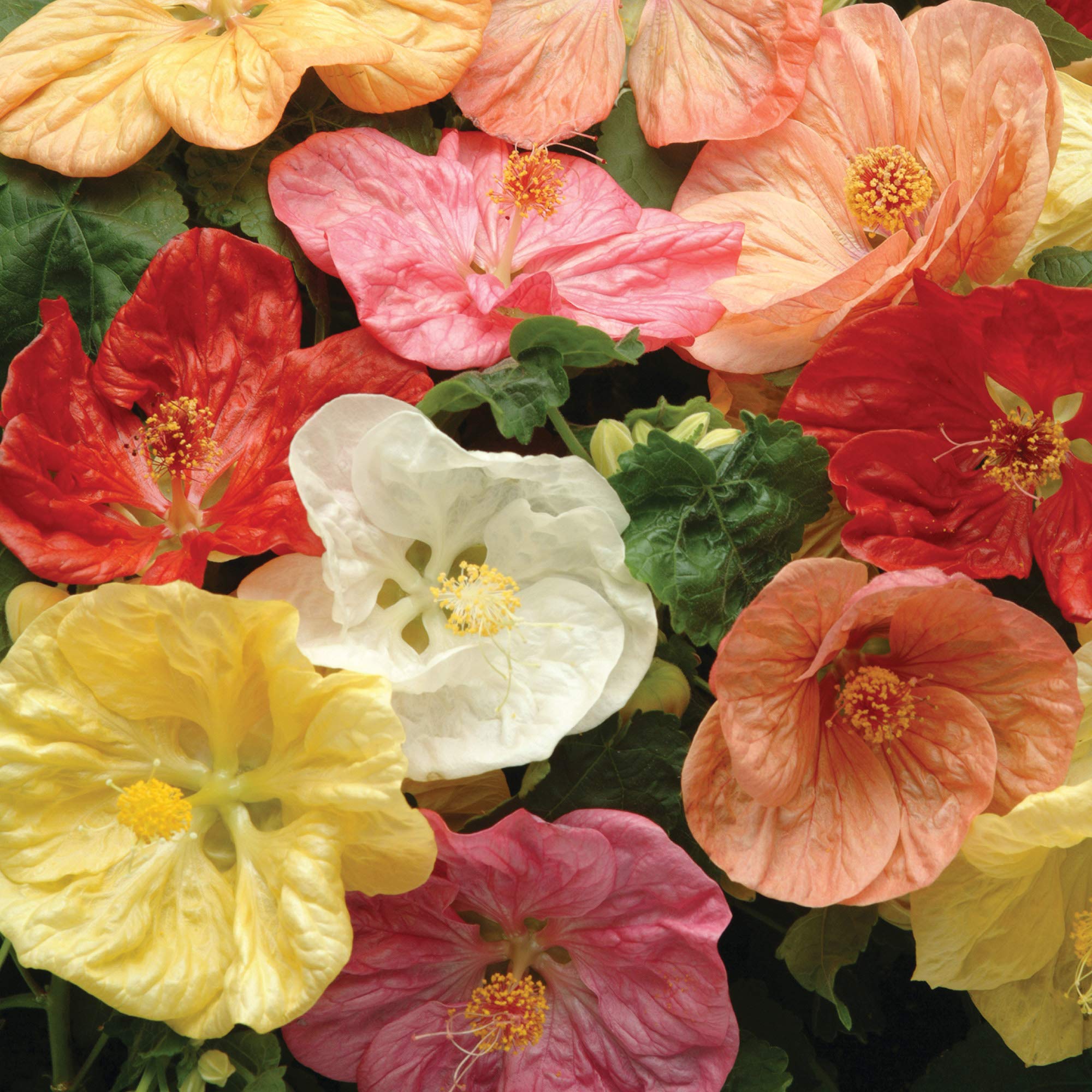 Mixed Abutilon Flower Seeds Easy Grow Blossoms for Pots and Backyard Spaces for Colorful Landscape - Heirloom, Non GMO,