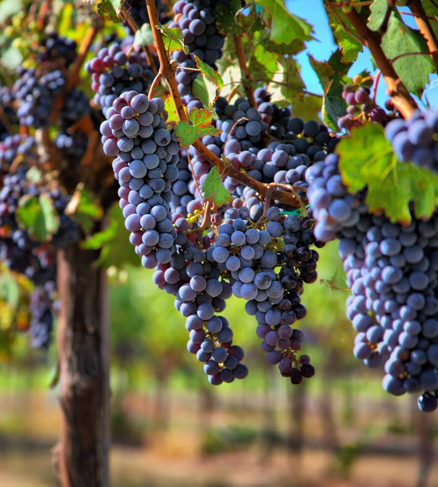 Grape Fruit Deep Blue Backyard