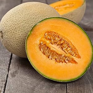 cantaloupe cucumis melo fruit in vegetable patch