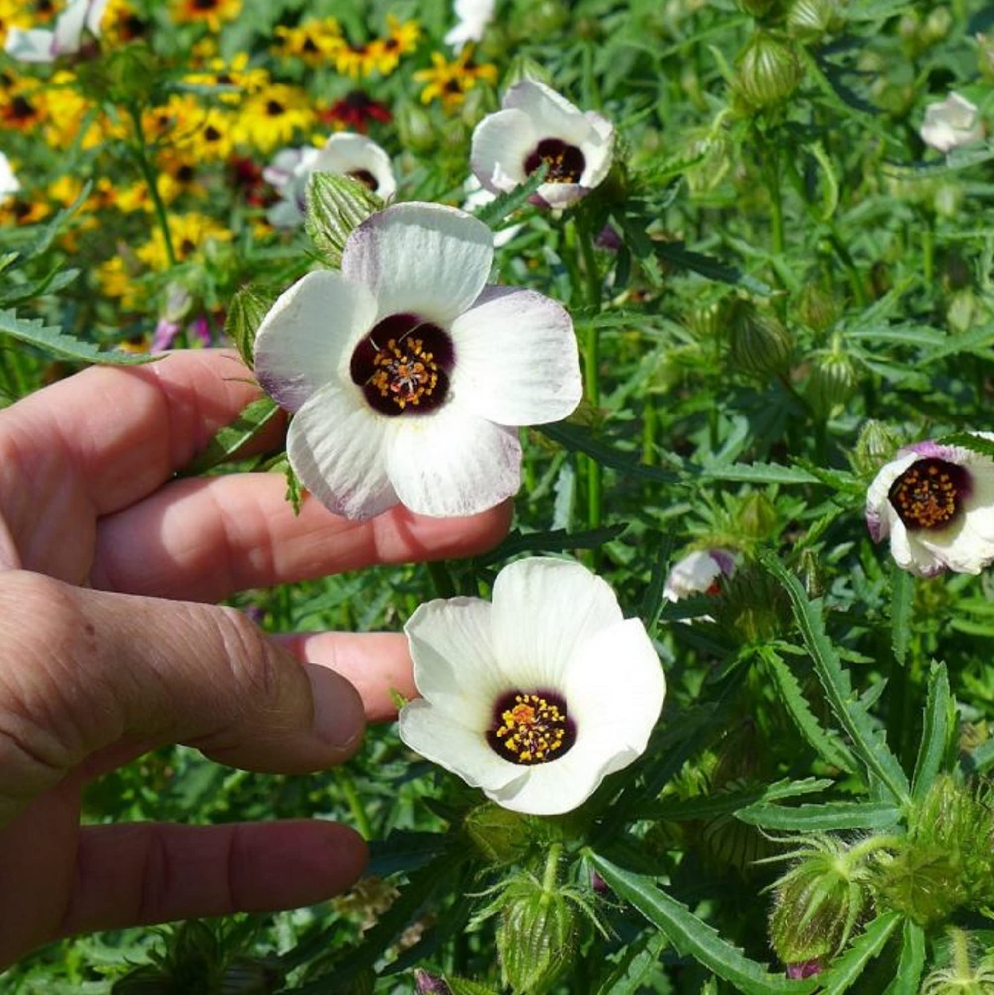 Hibiscus Trionum Simply Love Blooms From Mid Summer To Autumn Flower Seeds