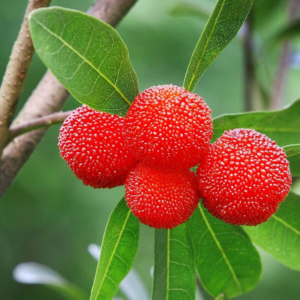 Yellow Red Bayberry Fruit Growing Aromatic Fruits At Home Gmo Free Fruit Seeds