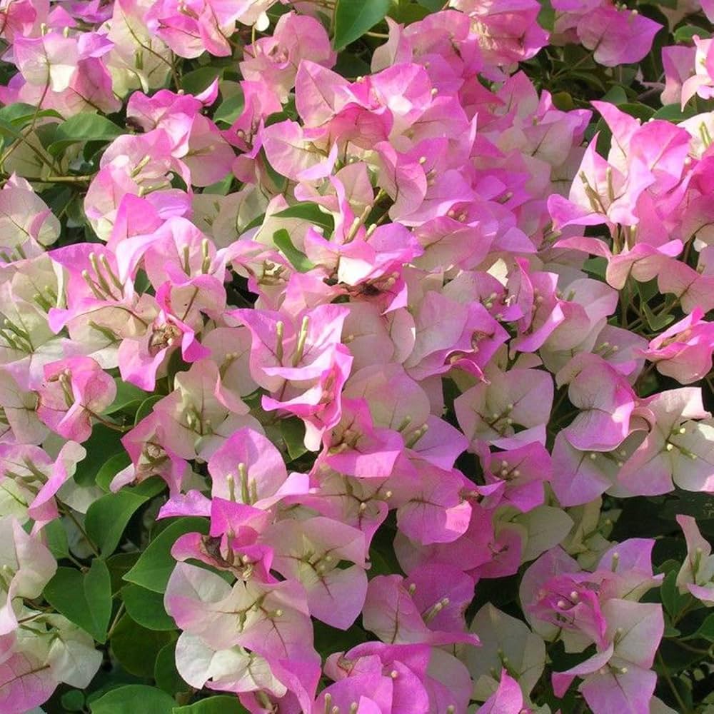 Pink White Bougainvillea Flower Seeds